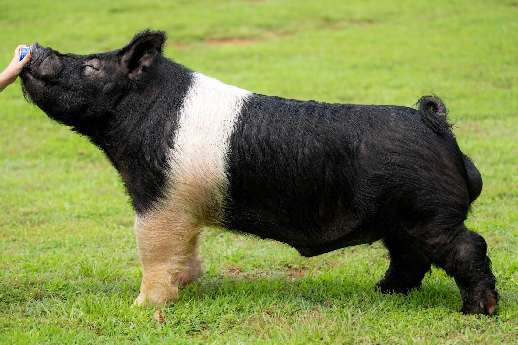 Hairy Bear  (NO SEMEN SALES AVAILABLE )