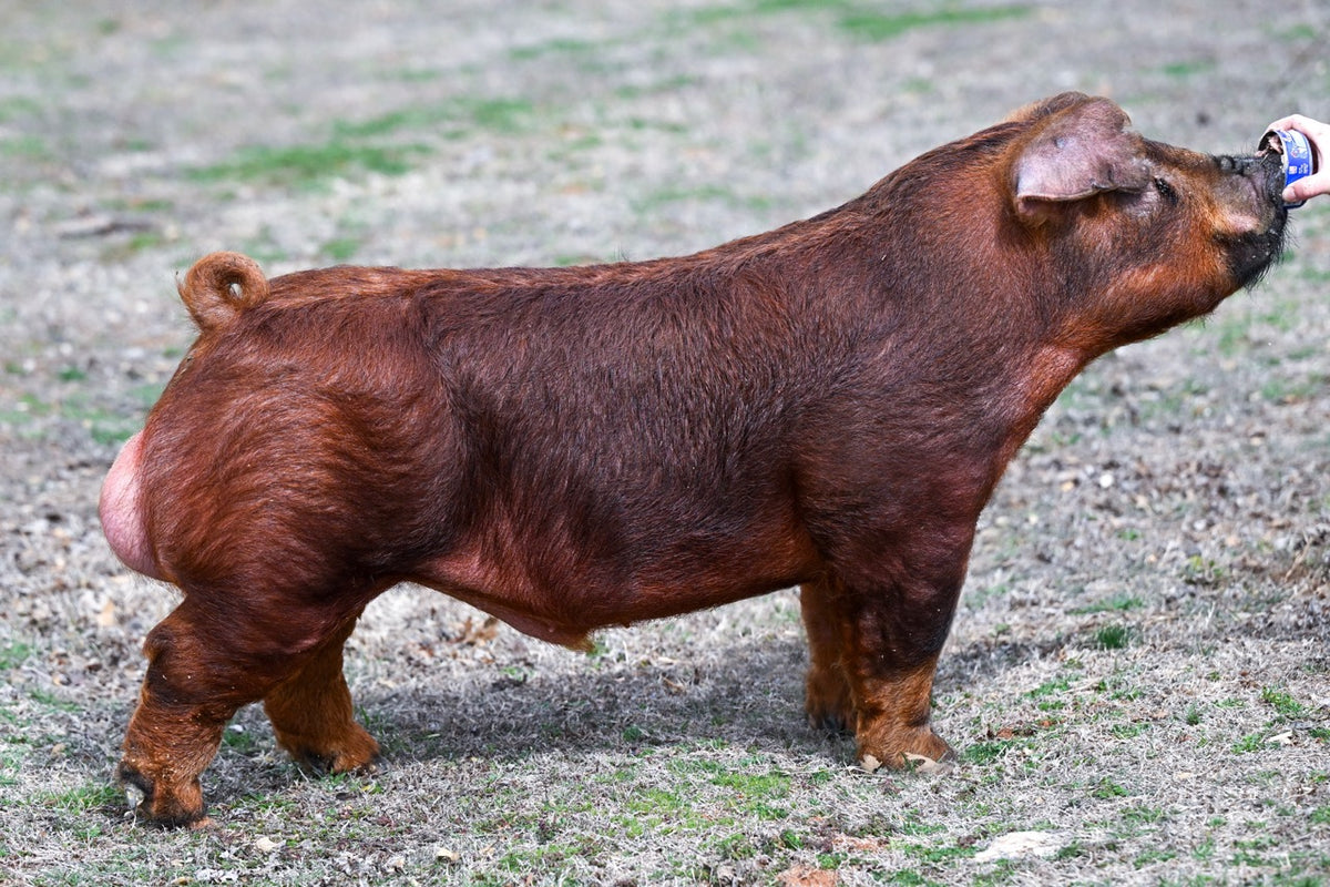 All Boars – Savage Sires